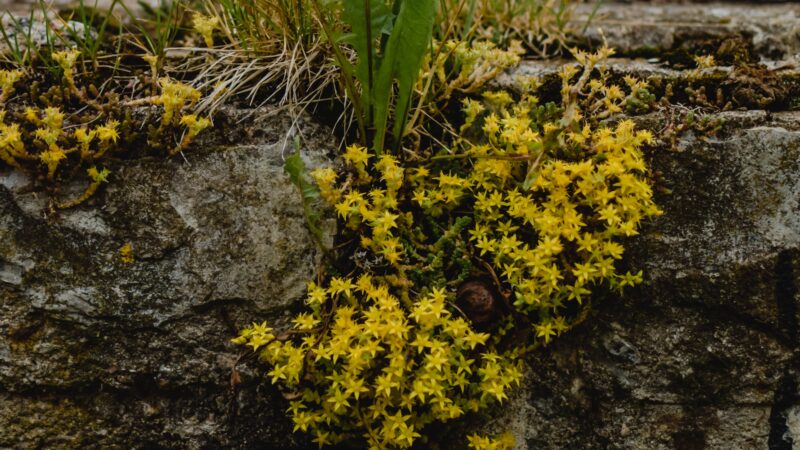 A Guide to Edible Wild Plants: Nature’s Nutritious Bounty