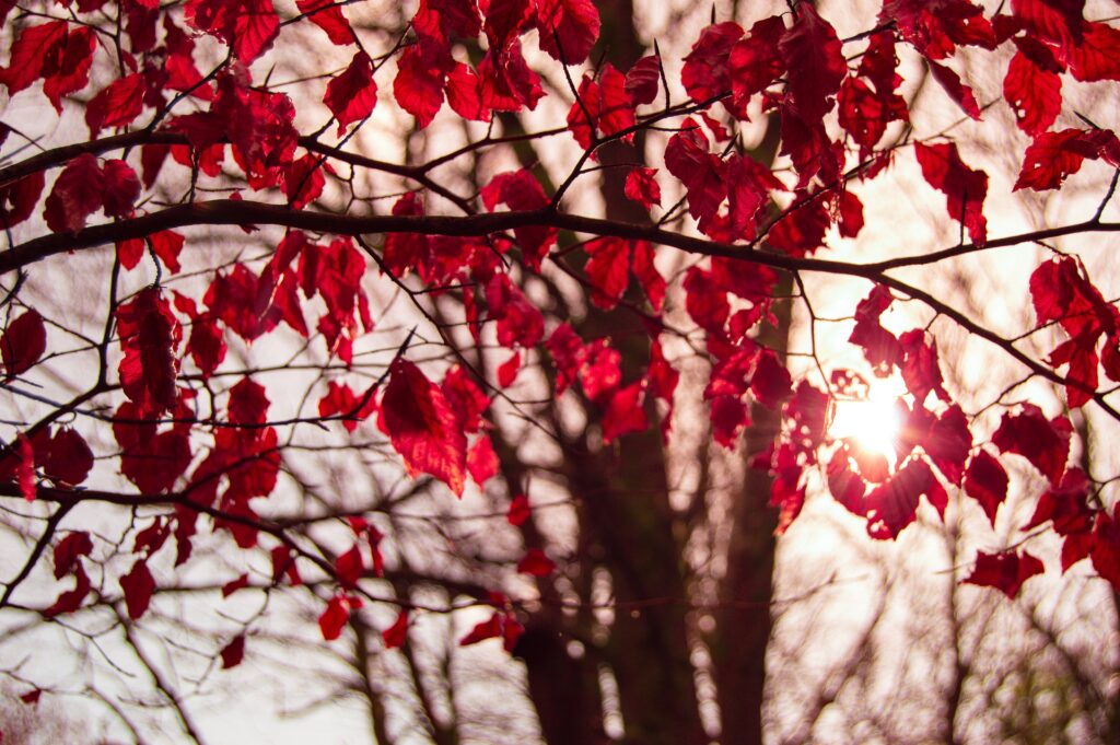red flowers