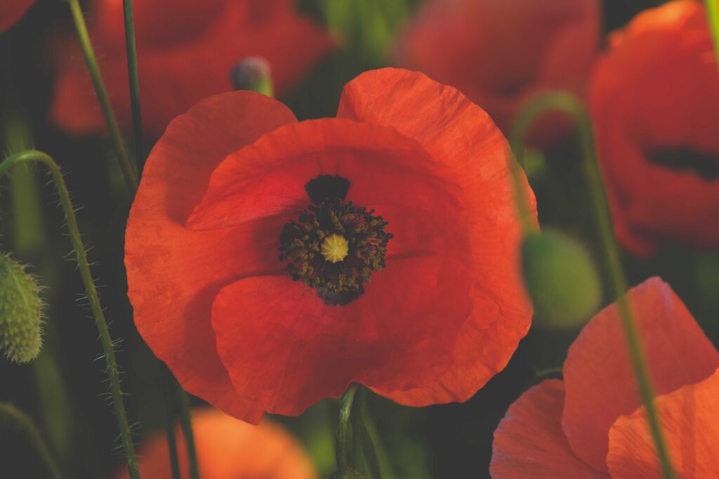 red flowers