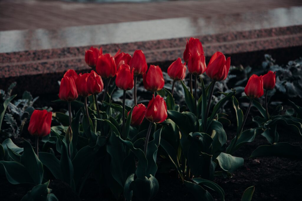 red flowers