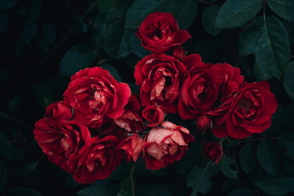 red flowers