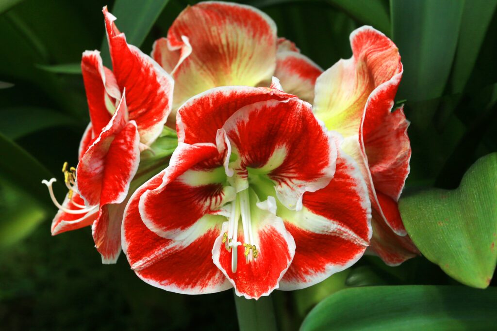 red flowers