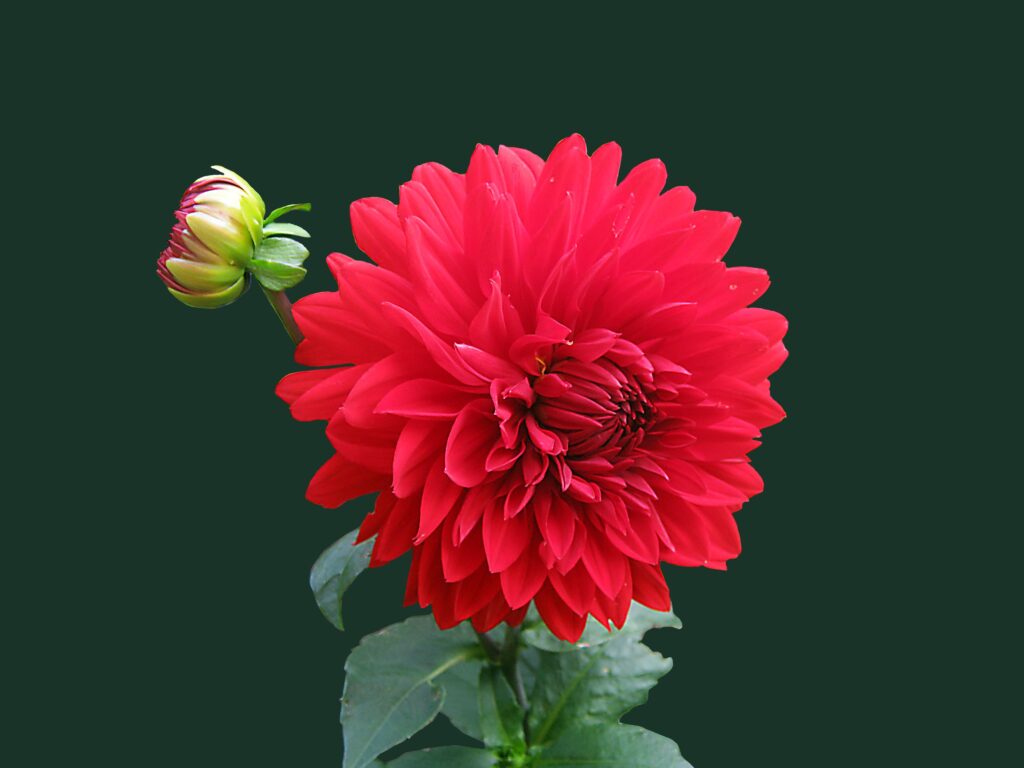 red flowers