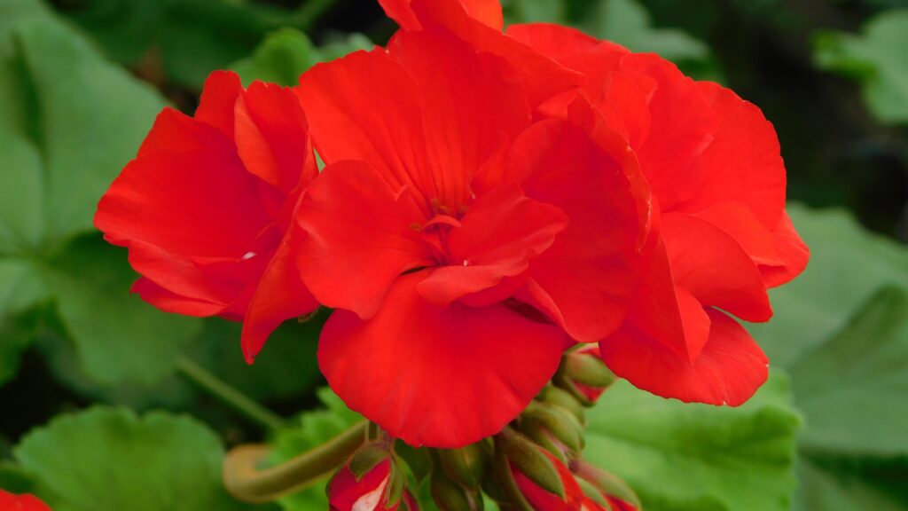 red flowers